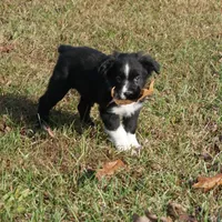 Lil, a female Australian Shepherd for sale in Rutherfordton, NC – Photo 5 of 10