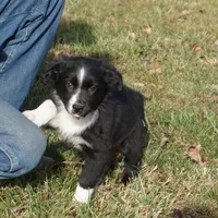 Lil, a female Australian Shepherd for sale in Rutherfordton, NC – Photo 2 of 10