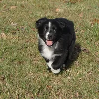 Lil, a female Australian Shepherd for sale in Rutherfordton, NC – Photo 1 of 10