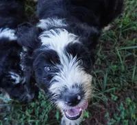 Manny, a male Aussiedoodle for sale in Rutherfordton, NC – 8 of 8