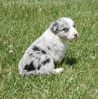 Dotty, a female Australian Shepherd for sale in Rutherfordton, NC – 2 of 10