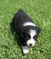 Sarg, a male Australian Shepherd for sale in Rutherfordton, NC – 4 of 7