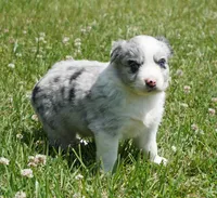 Dotty, a female Australian Shepherd for sale in Rutherfordton, NC – 8 of 10
