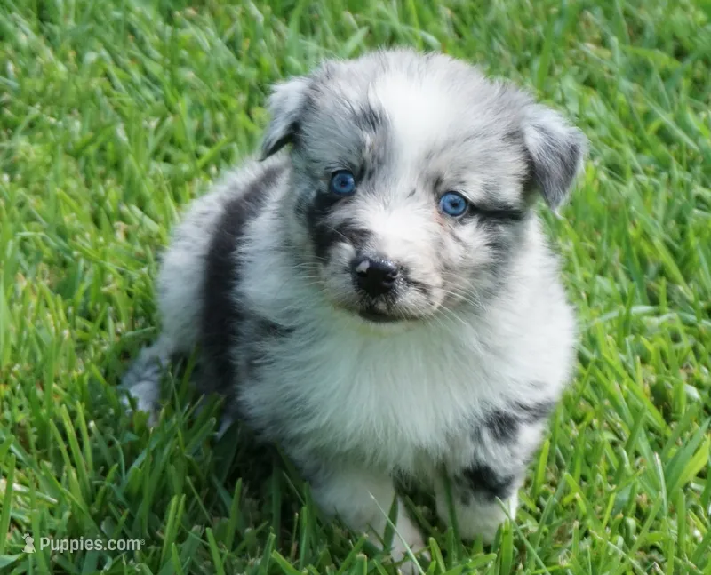 Talula – Australian Shepherd puppy for sale in Rutherfordton, NC