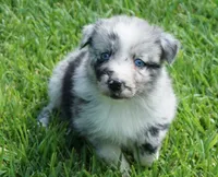 Talula, a female Australian Shepherd for sale in Rutherfordton, NC – 1 of 10