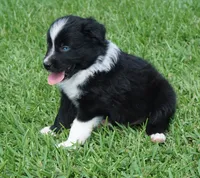 Pyro, a male Australian Shepherd for sale in Rutherfordton, NC – 5 of 10