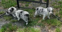 Dotty, a female Australian Shepherd for sale in Rutherfordton, NC – 3 of 10
