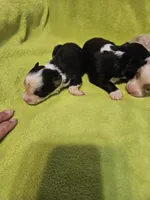 Onyx, a female Australian Shepherd for sale in Rutherfordton, NC – 2 of 5