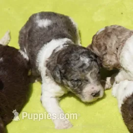 Kona – Poodle - Standard  puppy for sale in Rutherfordton, NC