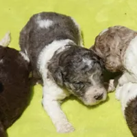 Kona, a male Poodle - Standard  for sale in Rutherfordton, NC – 1 of 9
