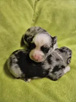 Fabio, a male Australian Shepherd for sale in Rutherfordton, NC – 6 of 7