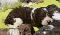 Romeo, a male Poodle - Standard  for sale in Rutherfordton, NC – 3 of 6