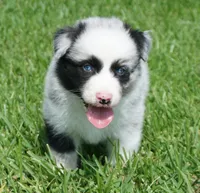 Fabio, a male Australian Shepherd for sale in Rutherfordton, NC – 7 of 10