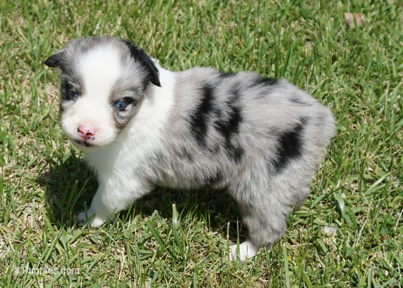 Shell – Australian Shepherd puppy for sale in Rutherfordton, NC