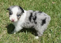 Shell, a female Australian Shepherd for sale in Rutherfordton, NC – 1 of 10