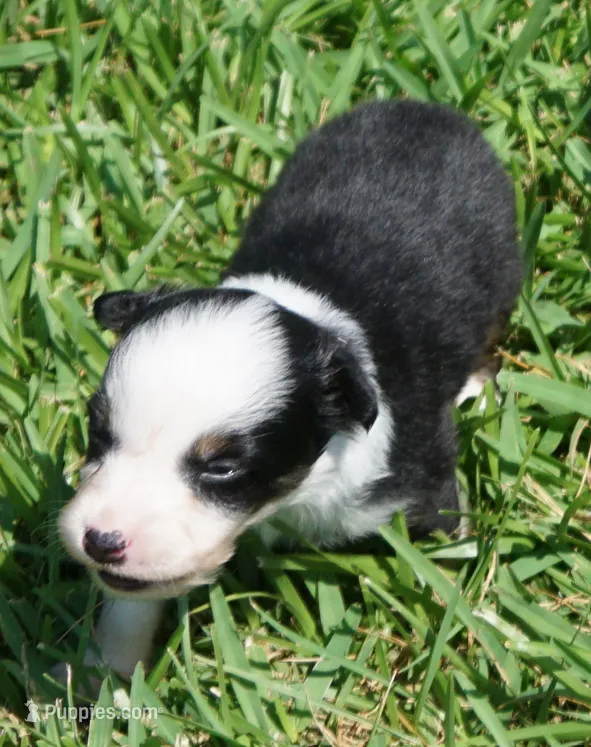 Onyx – Australian Shepherd puppy for sale in Rutherfordton, NC