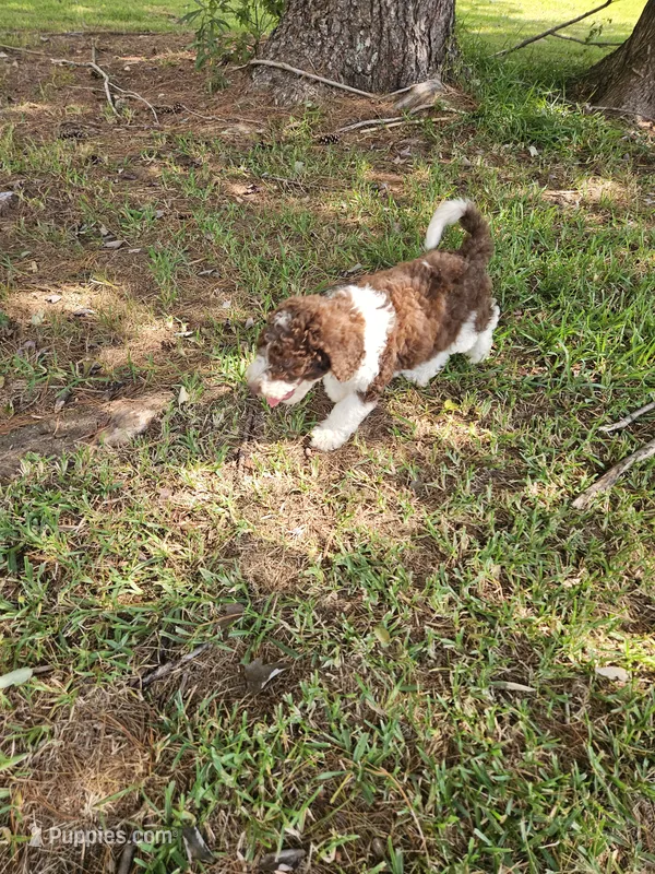 Romeo – Poodle - Standard  puppy for sale in Rutherfordton, NC