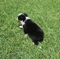 Onyx, a female Australian Shepherd for sale in Rutherfordton, NC – 2 of 6