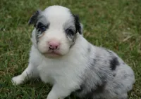 Molly, a female Australian Shepherd for sale in Rutherfordton, NC – 8 of 8