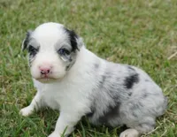 Molly, a female Australian Shepherd for sale in Rutherfordton, NC – 3 of 8