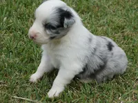 Molly, a female Australian Shepherd for sale in Rutherfordton, NC – 5 of 8