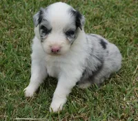 Molly, a female Australian Shepherd for sale in Rutherfordton, NC – 4 of 8