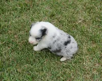 Molly, a female Australian Shepherd for sale in Rutherfordton, NC – 7 of 8