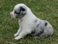 Molly, a female Australian Shepherd for sale in Rutherfordton, NC – 6 of 8
