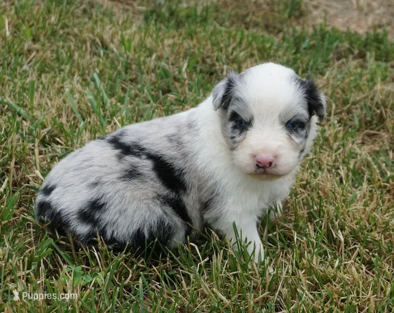 Molly, a female Australian Shepherd for sale in Rutherfordton, NC – 1 of 8