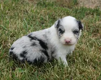 Molly, a female Australian Shepherd for sale in Rutherfordton, NC – 1 of 8