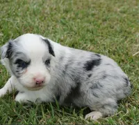 Molly, a female Australian Shepherd for sale in Rutherfordton, NC – 2 of 8