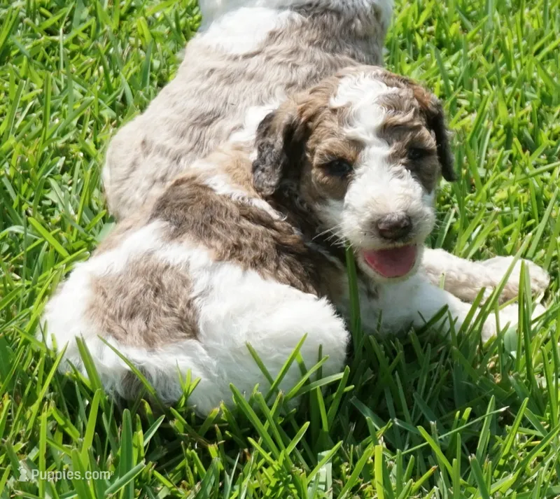 Patch – Poodle - Standard  puppy for sale in Rutherfordton, NC