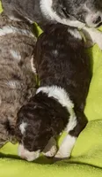 Romeo, a male Poodle - Standard  for sale in Rutherfordton, NC – 4 of 6