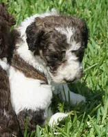 Bear, a male Poodle - Standard  for sale in Rutherfordton, NC – 5 of 10