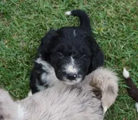 Doby, a male Aussiedoodle for sale in Rutherfordton, NC – 5 of 10