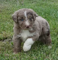 Daisy, a female Aussiedoodle for sale in Rutherfordton, NC – 3 of 10