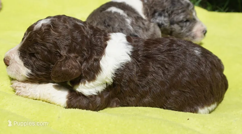 Romeo – Poodle - Standard  puppy for sale in Rutherfordton, NC