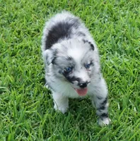 Talula, a female Australian Shepherd for sale in Rutherfordton, NC – 2 of 10