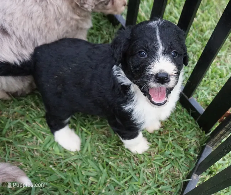 Maple – Aussiedoodle puppy for sale in Rutherfordton, NC