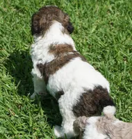 Bear, a male Poodle - Standard  for sale in Rutherfordton, NC – 6 of 10