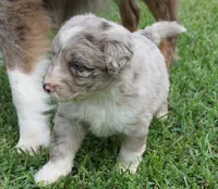 Aubry, a female Aussiedoodle for sale in Rutherfordton, NC – 10 of 10