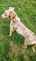 Wade, a male Aussiedoodle for sale in Rutherfordton, NC – 8 of 8