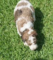 Patch, a male Poodle - Standard  for sale in Rutherfordton, NC – 2 of 5