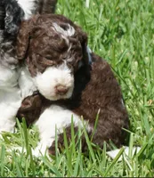 Romeo, a male Poodle - Standard  for sale in Rutherfordton, NC – 8 of 10
