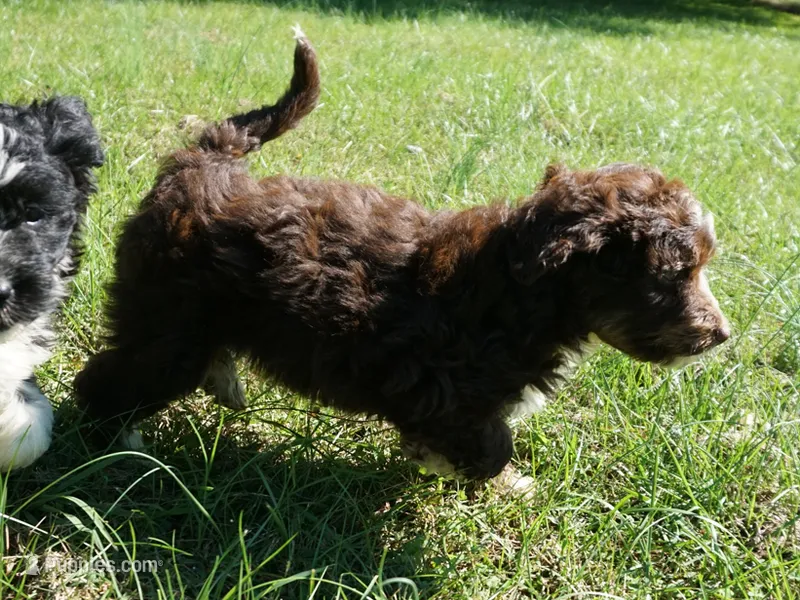Ginger – Aussiedoodle puppy for sale in Rutherfordton, NC