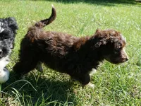 Ginger, a female Aussiedoodle for sale in Rutherfordton, NC – 1 of 8