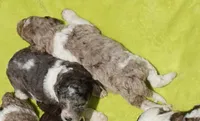 Boots, a male Poodle - Standard  for sale in Rutherfordton, NC – 4 of 8
