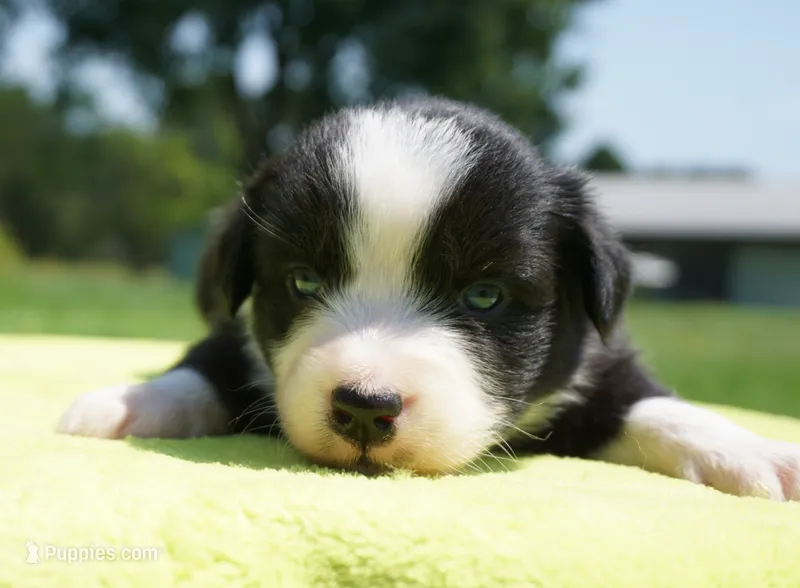 Delta – Australian Shepherd puppy for sale in Rutherfordton, NC