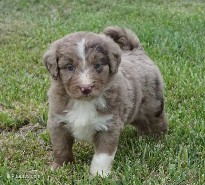 Daisy – Aussiedoodle puppy for sale in Rutherfordton, NC