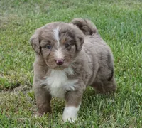 Daisy, a female Aussiedoodle for sale in Rutherfordton, NC – 1 of 10